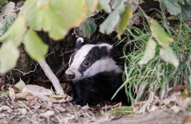 Cotswold Journal: Badger vaccination scheme has been relaunched.